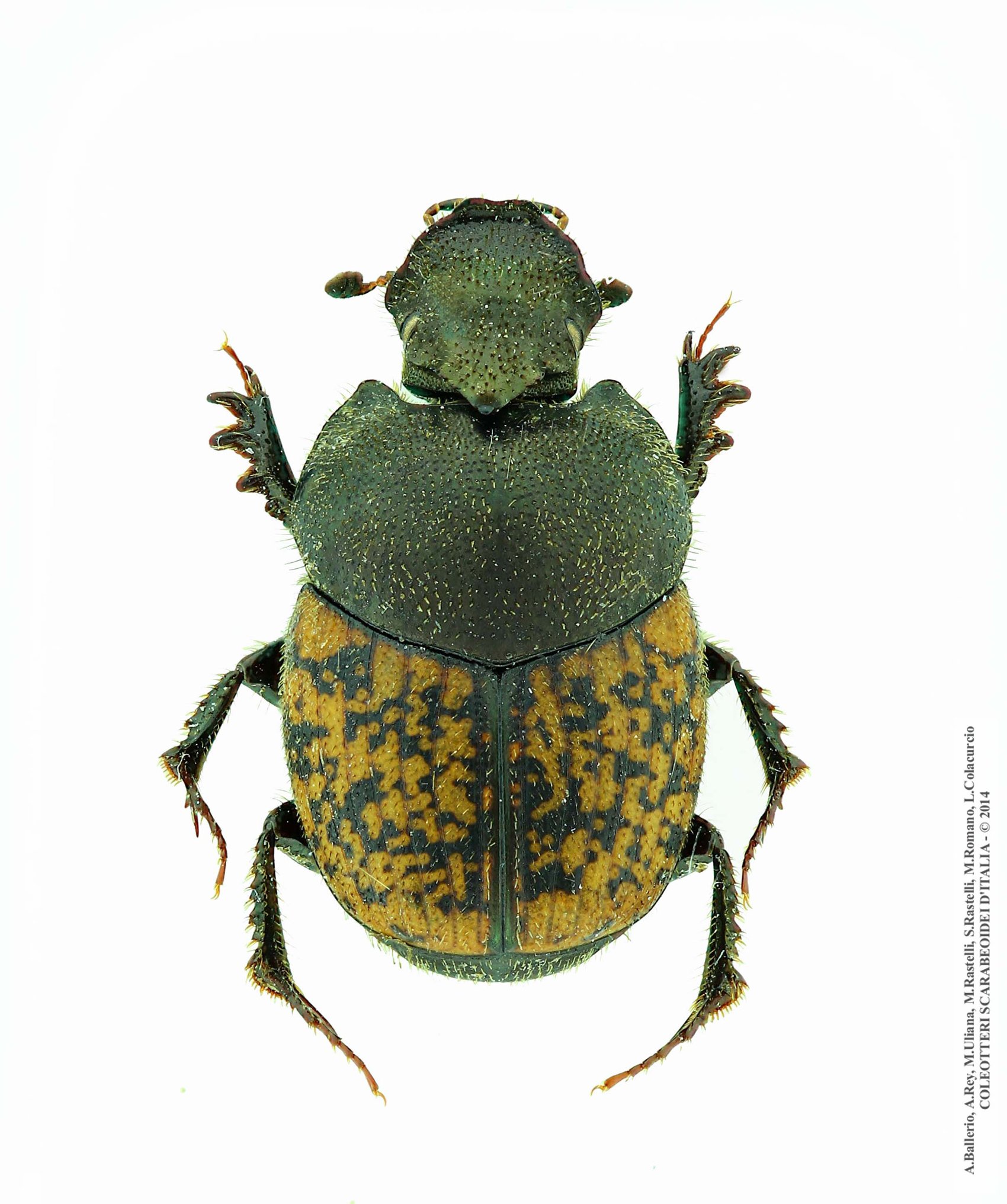 Onthophagus opacicollis, maschio